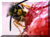 September 2003: Deutsche Wespe nascht an einem Stck Obstkuchen