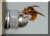 April 2005: Ungewoehnliche Nestgruendung der mittleren Wespe - An der Verschraubung eines Vordaches