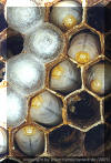 (c) copyright by www.hymenoptera .de