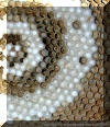copyright (c) www.hymenoptera.de