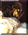 (c) copyright by www.hymenoptera.de
