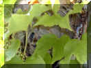 Mittlere Wespe in wildem Wein