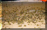 Tote Wespen unter Nest