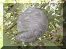 Nest der mitleren Wespe