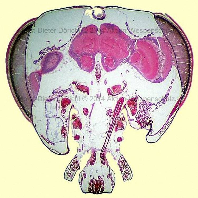 Horst-Dieter Doericht (c) 2014