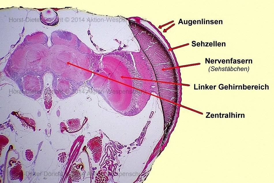 Horst-Dieter Doericht (c) 2014