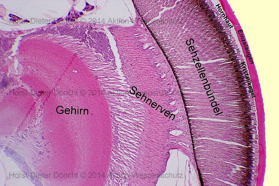 Horst-Dieter Doericht (c) 2014