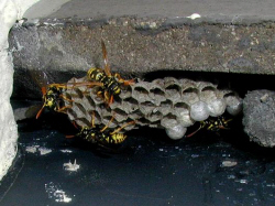 Feldwespennest an Dachziegel