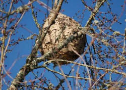 gros nid sph�rique de Vespa velutina install� dans un arbre pr�s de Limeuil en Dordogne...(photo (c) M.Tricot) 