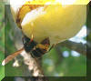 Vespa velutina : ouvri�re sur prune. Premier clich� de l�insecte vivant en France, Samazan (47) (c) 2006