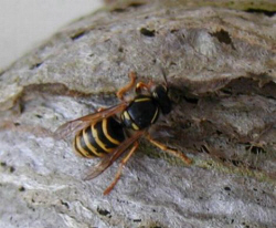 Nesthuelle und Arbeiterin der Waldwespe