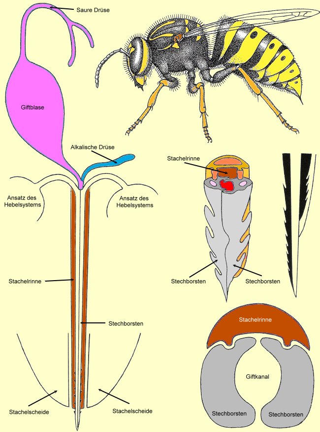 Stachel und Stechen