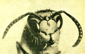 Portrait der Wespe, deutlich sind die kraeftigen Kiefer zu erkennen