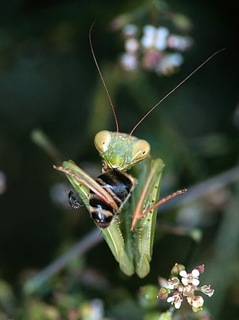 (c) Copyright by www.mantis-religiosa.de