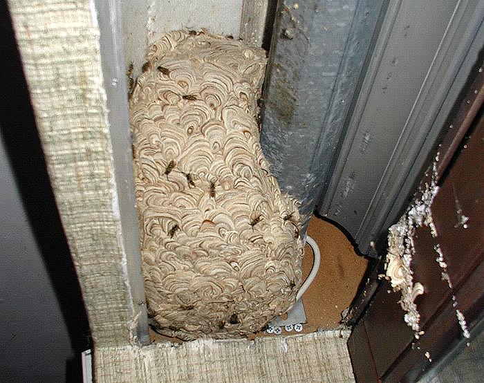 Wie Vertreibt Man Wespen Aus Dem Rolladenkasten Gemeine Wespe in Rollladenkasten