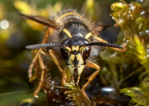 Juli - Heisser Sommer - Norwegische Wespe beim Wassertanken (c) Wolfgang Korazija 2018