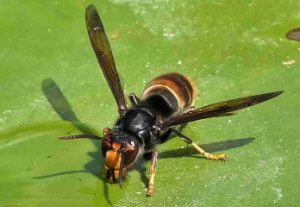 Juli - Heisser Sommer - Vespa velutina beim Wassertanken (c) Ralf Schreck 2018