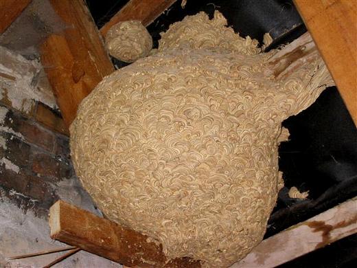 Leer stehendes Nest einer gemeinen Wespe im Dezember