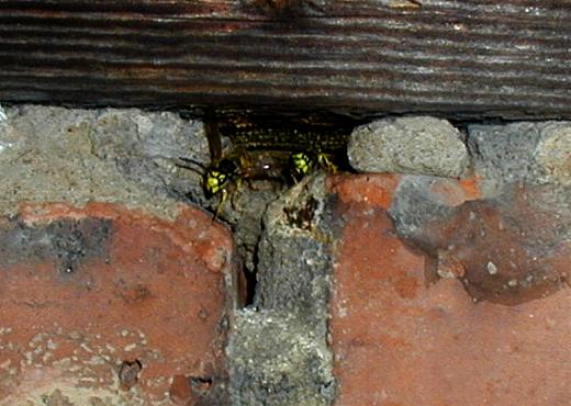 Einflugloch in das Nest der Deutschen Wespe, das sich  in einem Hohlraum ainer Ziegelwand eingenistet hat.