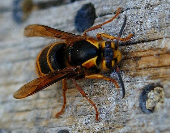 Wespenoenigin sammelt Baumaterial an einer verwitterten Holzoberfläche