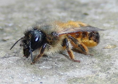 Rote Mauerbiene (Osmia bicornis)