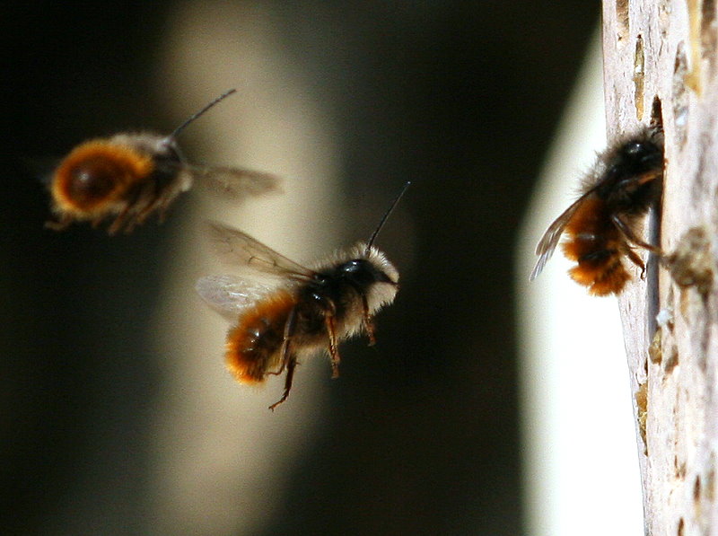 Gehörnte Mauerbienen (Osmia cornuta) an der Wildbienennisthilfe