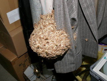Nest der gemeinen Wespe an gelagerter Bekleidung in einem Keller