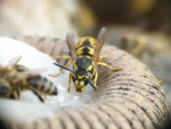 Deutsche Wespe - Aufnahme Ralf Schreck (c) 2012