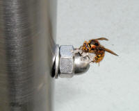 Koenigin der mittleren Wespe gruendet an der Verschraubung unter einem Glasvordach - Aufnahme: Peter Tauchert (c) 2005