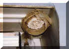 Nest ohne H�lle und Tiere