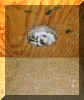 Nest nach 24 Std