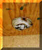 Nest nach 48 Std
