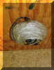 Nest nach 72 Std