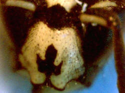 Kopfschild der saechsischen Wespe