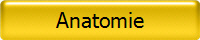 Anatomie