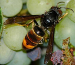 Une nouvelle espce de "Frelon asiatique" rcemment introduite dans le Sud-Ouest : Vespa velutina au thorax noir ("nigrithorax") (photo M.Tricot) 