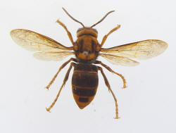 Vespa velutina VAr ardens Indonesia - Island of Lombok - Foto: J-L Renneson (c) 2006 - coll - IRSNB (Natural History Museum of Brussels)