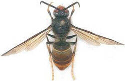 Vespa velutina : premier exemplaire rfrenc de France collect lieu-dit Le Long-de-Haut, Nrac (47) par Jean Pierre Bouguet (c) photo Jean Haxaire 2006