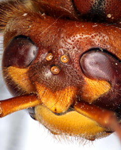 sehen Sie die Welt durch die Augen eines Insektes Insektenaugen Geosafari 