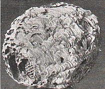 Abb. 70.  Nest der Hornisse