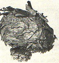 Abb. 72.  Nest der mittleren Wespe mit Mantel