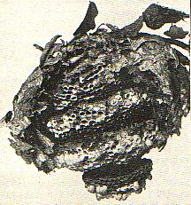 Abb. 73.  Nest der mittleren Wespe nach teilweiser Entfernung des Mantels.
