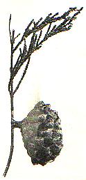 Abb. 79.  Nest der Feldwespe an einem Heidezweig