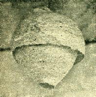 Nest der Waldwespe in natuerlicher Groesse