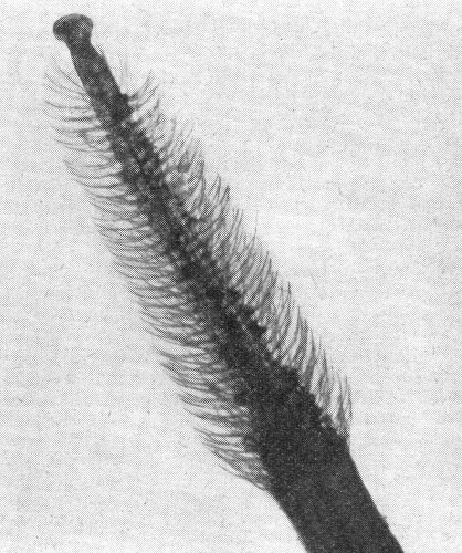 Ausgestreckter Hummelruessel, huntertfach vergroessert.