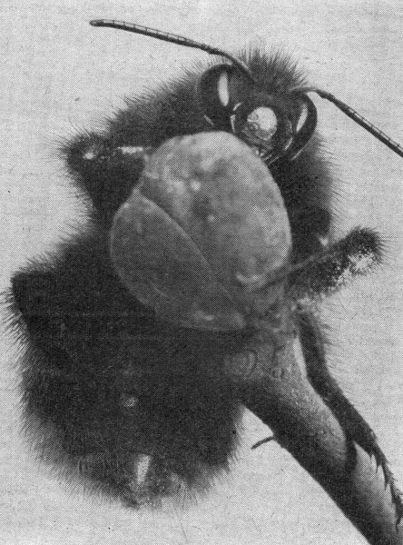 Hummel versucht sich an einer Blattknospe